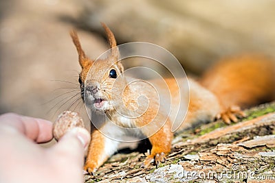 Close up of adults hand feeding squirrel forest Stock Photo