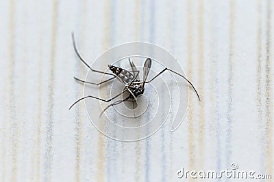 Aedes aegypti mosquito close up Stock Photo