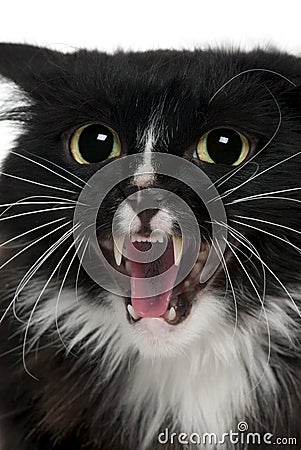 Close-up of Aegan Cat meowing Stock Photo