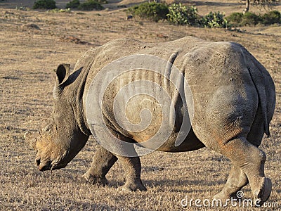 Young black rhinoceros walking slowly across the arrid plains Stock Photo