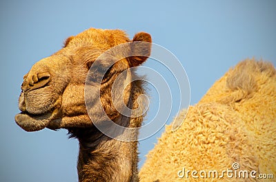 Close up of an african camel on the blue background Stock Photo