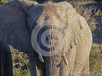 Close up of an adult African Elephant in the Western Cape Stock Photo