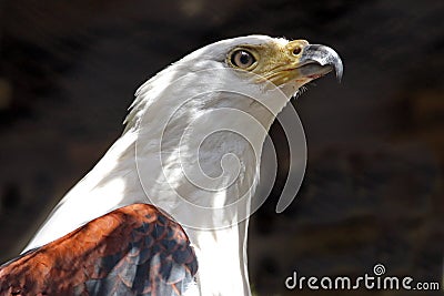 African Fish Eagle Stock Photo