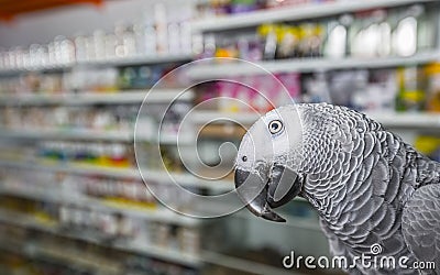 Close up African grey parrot Psittacus erithacus portrait in store. Bird listening to customer and offering goods. Face scene of Stock Photo