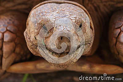 Close up of african spurred tortoise or geochelone sulcata in the garden. Sulcata tortoise is looking at camera Stock Photo