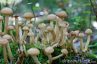 Close-up agaric honey fungus Stock Photo