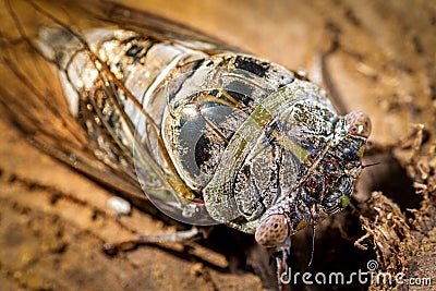 Close-Up Of An Aged Cicada Glistening Stock Photo