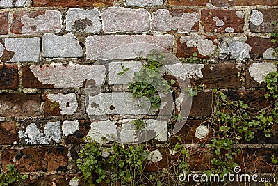 Close up an aging brick wall with crumbling mortar and bleached white spots and weeds growing up the wall Stock Photo