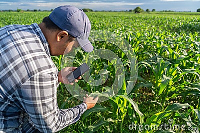 Close up of Agriculturist utilize the core data network in the Internet from the mobile to validate growing corn farming in field Stock Photo