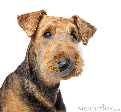 Close up of an Airedale Terriers Stock Photo