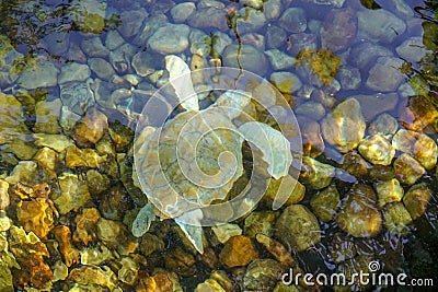 Close up of albino sea turtle under water Stock Photo