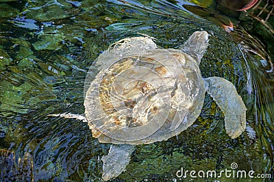 Close up of albino sea turtle under water Stock Photo