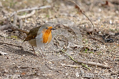 Close-up of an alert Robin standing on muddy path Stock Photo