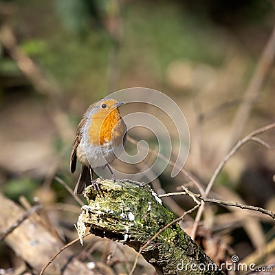 Close-up of an alert Robin standing on a tree stump Stock Photo