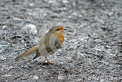 Close-up of an alert Robin standing on wet muddy path Stock Photo