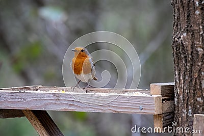 Close-up of an alert Robin standing on a wooden table Stock Photo