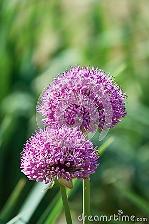 Close-up on Alium flowers composed of many delicate petals Stock Photo