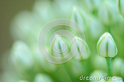 Close up of an Alium Gigantium Flower Head alium flower with dandelion flower structure. macro. soft focus Stock Photo
