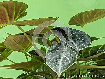 Close up of alocasia reginula black velvet flowers tropical asian plants Stock Photo