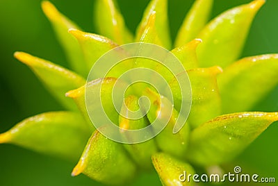 Close-up alpine green inflorescence on green background Stock Photo