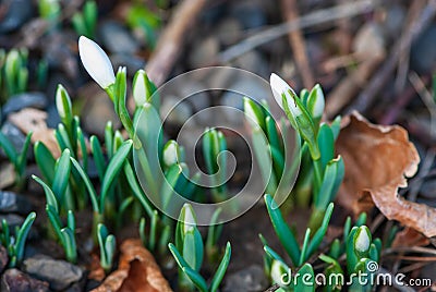 Close-up alpine white drooping bell-shaped snowdrops in spring Stock Photo