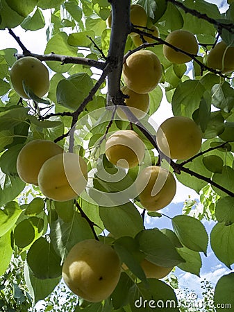 Already ripe apricot Stock Photo