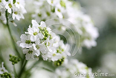 Close-up of alyssum flowers. Cruciferous plant. Summer Stock Photo