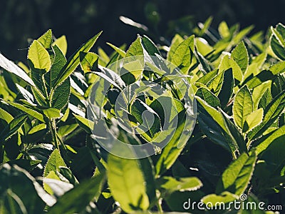 Close-up of Amazing bright green plants, leaves texture Stock Photo