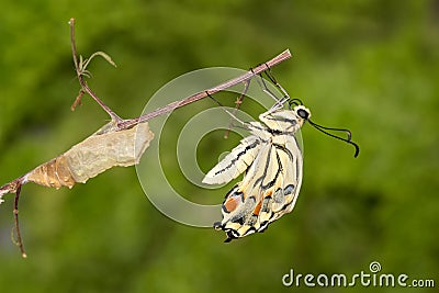 Close-up of amazing moment about butterfly emerging from chrysalis on twig Stock Photo