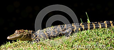 Close Up of an American Alligator Stock Photo