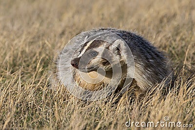 Close-up of american badger at sunrise on prairie Stock Photo