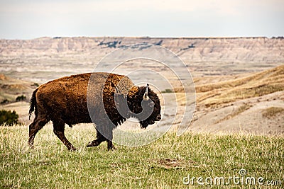 Close up American Bison Buffalo isolated in Badlands National Park at sunset, South Dakota, prairie mammal animals, grazing Stock Photo