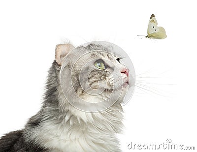 Close-up of an American Curl looking at a butterfly flying Stock Photo