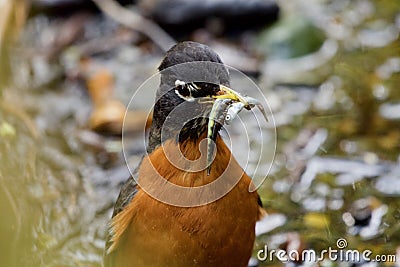 Close up of american robin with chum salmon fry in its beak Stock Photo