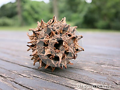 Close up of American sweetgum fruit on a picnic table Stock Photo