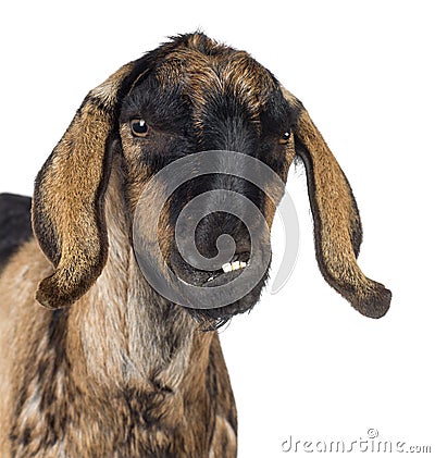Close-up of an Anglo-Nubian goat with a distorted jaw against white background Stock Photo
