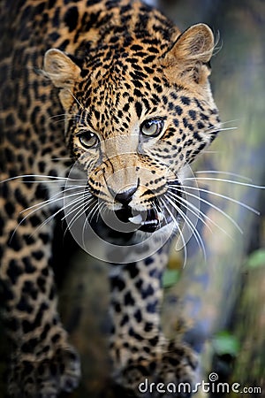 Close angry leopard portrait Stock Photo