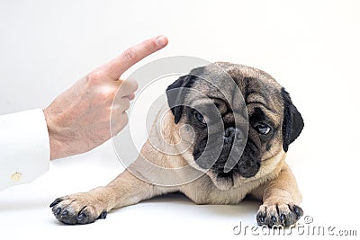 Close up angry man hand wagging a finger and scolding her pug dog punish a dog Stock Photo