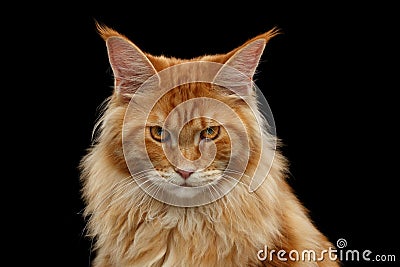 Close-up Angry Red Maine Coon Cat Looks Camera, Isolated Black Stock Photo