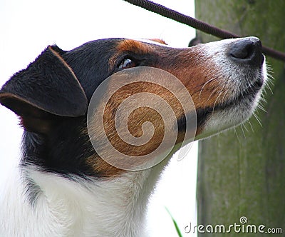 Close up of animal in domestic setting Stock Photo