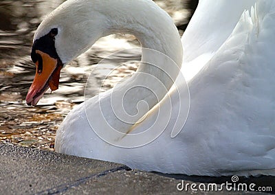 Close up of animal in domestic setting Stock Photo