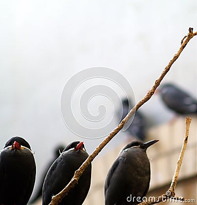 Close up of animal in domestic setting Stock Photo