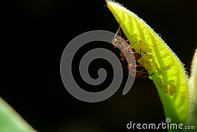 Close-up ant and little insect on leaf Stock Photo