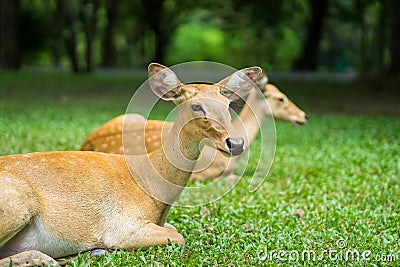 Close up antelope lying in the zoo Stock Photo