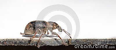 Close-up of Anthonomus Pomorum Beetle on White Background Stock Photo