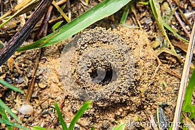 Close up ants nest Stock Photo