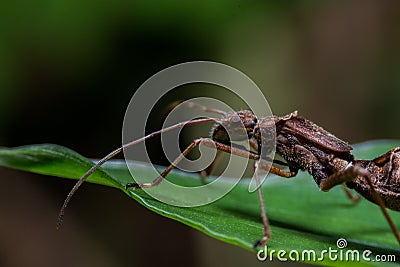 Ants are useful for organic agriculture Stock Photo