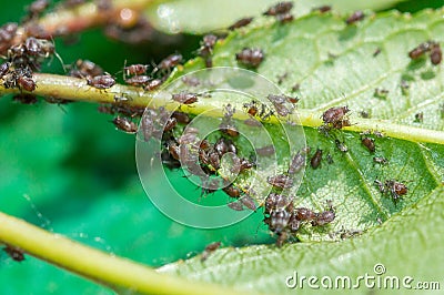 Close-up on aphids on green cherry leaves - macro photography Stock Photo