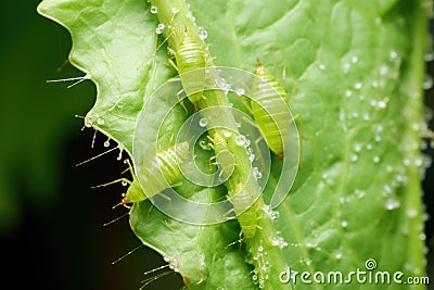 close-up of aphids on a leaf, damaging the plant Stock Photo