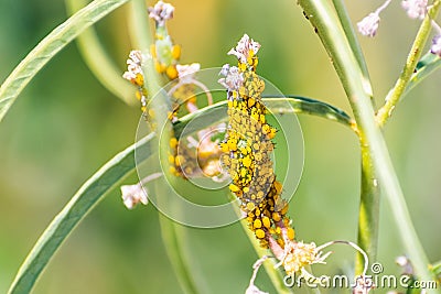 Close up of Aphids plant lice, greenfly, blackfly or whitefly feeding from a narrow leaf milkweed plant; Santa Clara, California Stock Photo